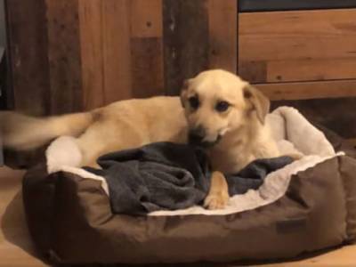 Бездомный пес впервые в жизни обзавелся домом и собственной кроватью: невероятные эмоции