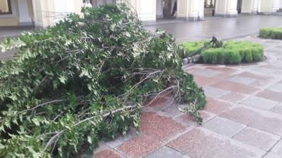 Штормовой ветер уложил на асфальт свыше 450 деревьев в Петербурге