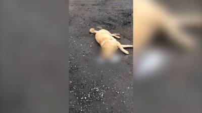 Догхантеры во Всеволожском районе отравили трех собак.