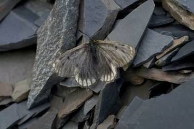 В Арктике нашли новый подвид бабочек