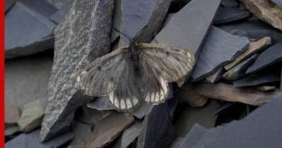 Ученые нашли в Якутии новый подвид редких бабочек