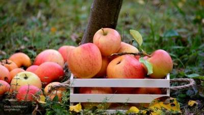 Китайский врач рассказал, с чем нельзя есть яблоки