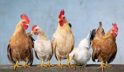 Под тюменью уничтожают курицу из-за птичьего гриппа