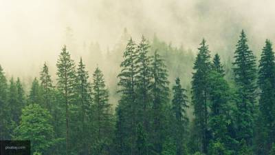 Быстрорастущие деревья усугубили климатический кризис