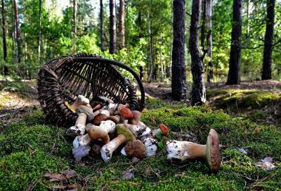 В смоленских лесах снова заблудились грибники - rabochy-put.ru - район Кардымовский