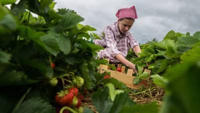 Плодово–ягодное возрождение: агропром Ленобласти подхватывает новые тренды