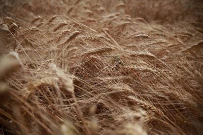 Минсельхоз США сохранил прогноз сбора пшеницы в РФ в 2020 году на уровне 78 млн тонн