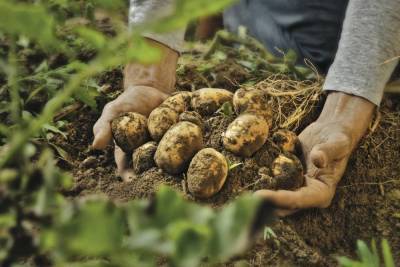Чем болеет картофель: определяем по урожаю