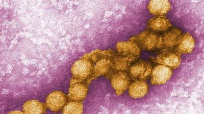 В Германии распространяется вирус лихорадки Западного Нила: восемь новых больных, трое в тяжелом состоянии