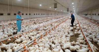 Больше мяса: в Таджикистане до конца года заработают еще 5 птицефабрик
