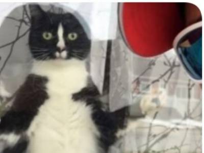 «Защитник жилища»: в США кот ошарашил почтальона грозным видом