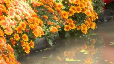 «Краски осени»: традиционный фестиваль цветов и урожая в Ботаническом саду МГУ