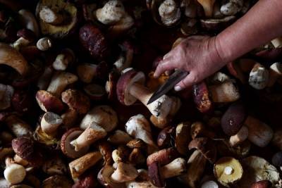 Диетолог рассказала о вредных свойствах грибов и противопоказаниях к их употреблению