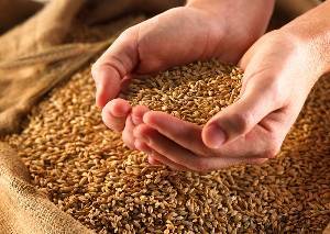 В Орловской области выросла средняя урожайность зерновых