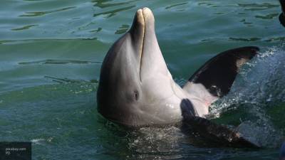 Играющие возле берега дельфины шокировали туристов в Анапе