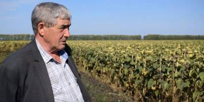 Успеть до дождей. Хозяйства Ульяновской области продолжают убирать урожай-2020