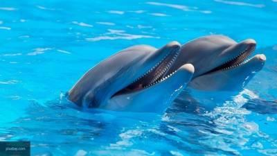 Приблизившиеся к берегу Анапы дельфины устроили шоу для туристов
