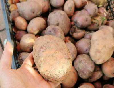 Фермеры предупредили о скором подорожании картошки