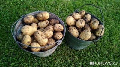 Россия вошла в тройку главных экспортёров картофеля на Украину