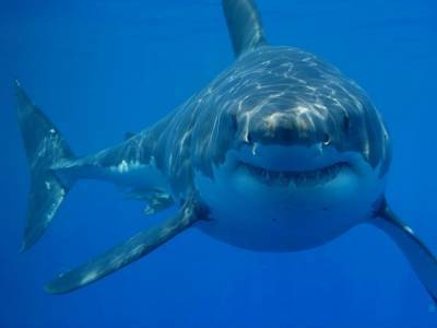В Австралии огромная акула-людоед преследовала рыбацкое судно