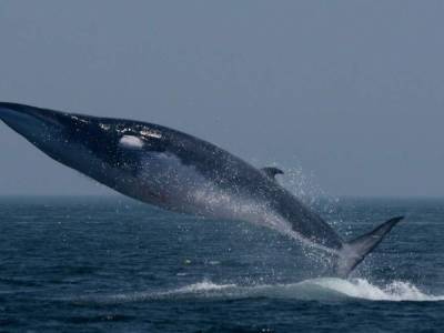В Адриатическом море заметили гигантских китов-финвалов: опубликовано редкое видео
