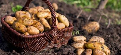 Российские фермеры ожидают резкого подорожания картофеля