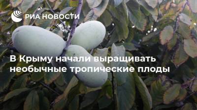 В Крыму начали выращивать необычные тропические плоды