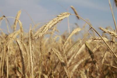 Северо-восток Башкирии обеспечат качественным зерновым фондом