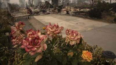 Пожары на Западном побережье США: 31 погибший, десятки тысяч эвакуированных, въедливый смог