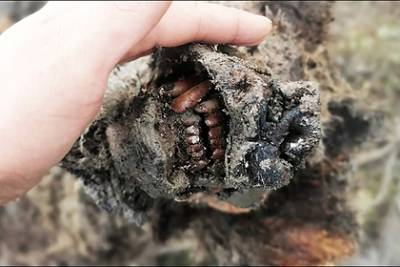 В Сибири нашли мумию вымершего гигантского медведя