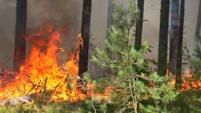 Ущерб от лесных пожаров в Оренбургской области составил 12 млн рублей