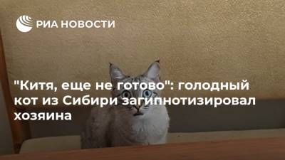 "Китя, еще не готово": голодный кот из Сибири загипнотизировал хозяина