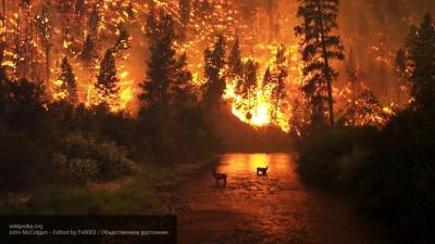 Число жертв лесных пожаров в США увеличилось до 28 человек