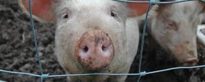 Китай запретил импорт свинины из Германии из-за АЧС