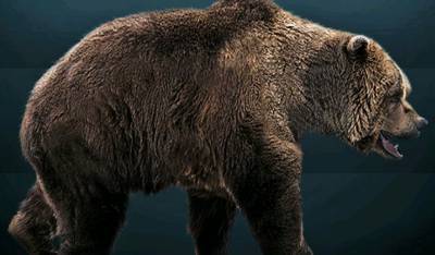 В Сибири нашли уникальную мумию медведя, вымершего 15 тысяч лет назад