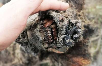 В Якутии нашли мумию доисторического медведя