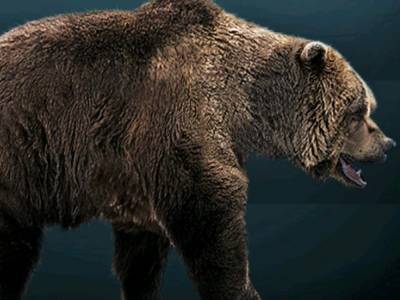 В Сибири были обнаружена мумии доисторического медведя