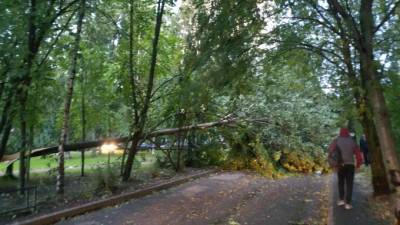 В Невском районе воскресный шторм повалил дерево на проезжую часть