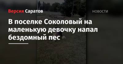 В поселке Соколовый на маленькую девочку напал бездомный пес