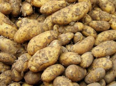 На 5,6% подешевел картофель в Нижегородской области