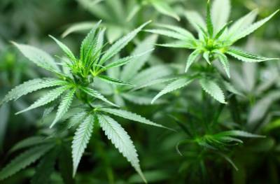 У 23-летнего рецидивиста нашли почти 400 граммов марихуаны