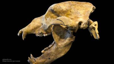 Мумию древнего пещерного медведя обнаружили в Якутии