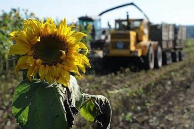 В Краснодарском крае убрано 79% площади полей подсолнечника