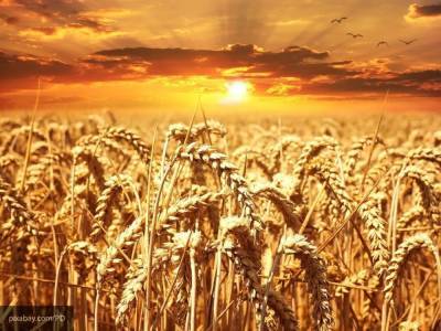 Прогноз Минсельхоза США по сбору пшеницы в РФ остался неизменным