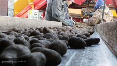 Россия стала одной из главных стран-экспортеров картофеля на Украину