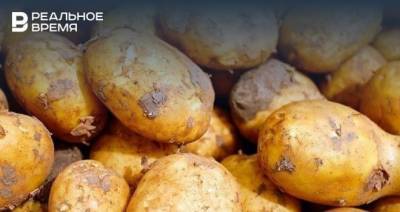 Осенью в России может сильно подорожать картофель