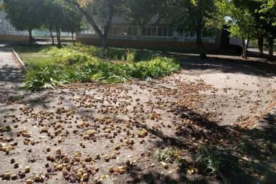 Во дворе одной из школ Оренбурга валяются гнилые яблоки