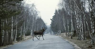 Москвичей предупредили о выбегающих на дорогу лосях