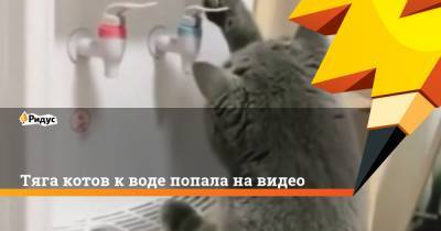 Тяга котов к воде попала на видео