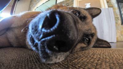 Ученые прояснили вопрос относительно температурного режима носа собак